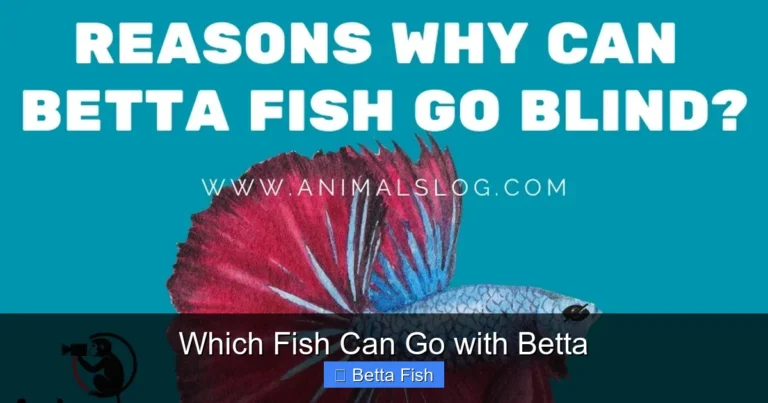Which Fish Can Go with Betta