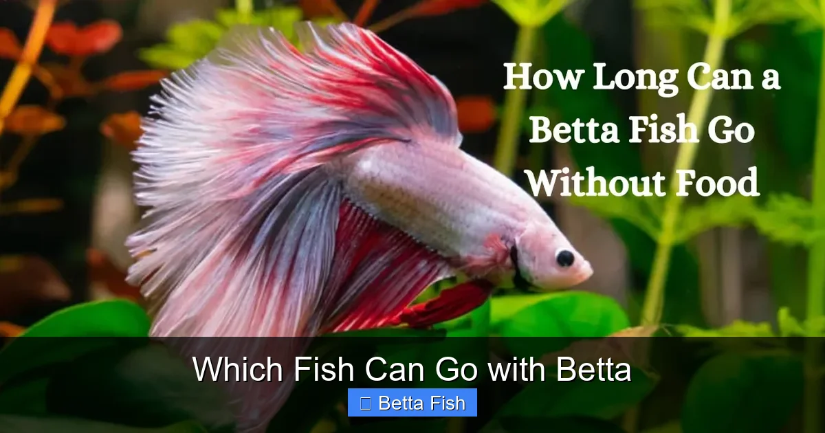 Which Fish Can Go with Betta