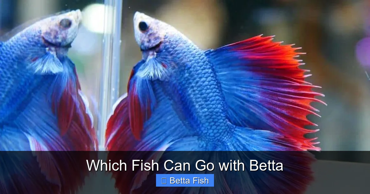Which Fish Can Go with Betta
