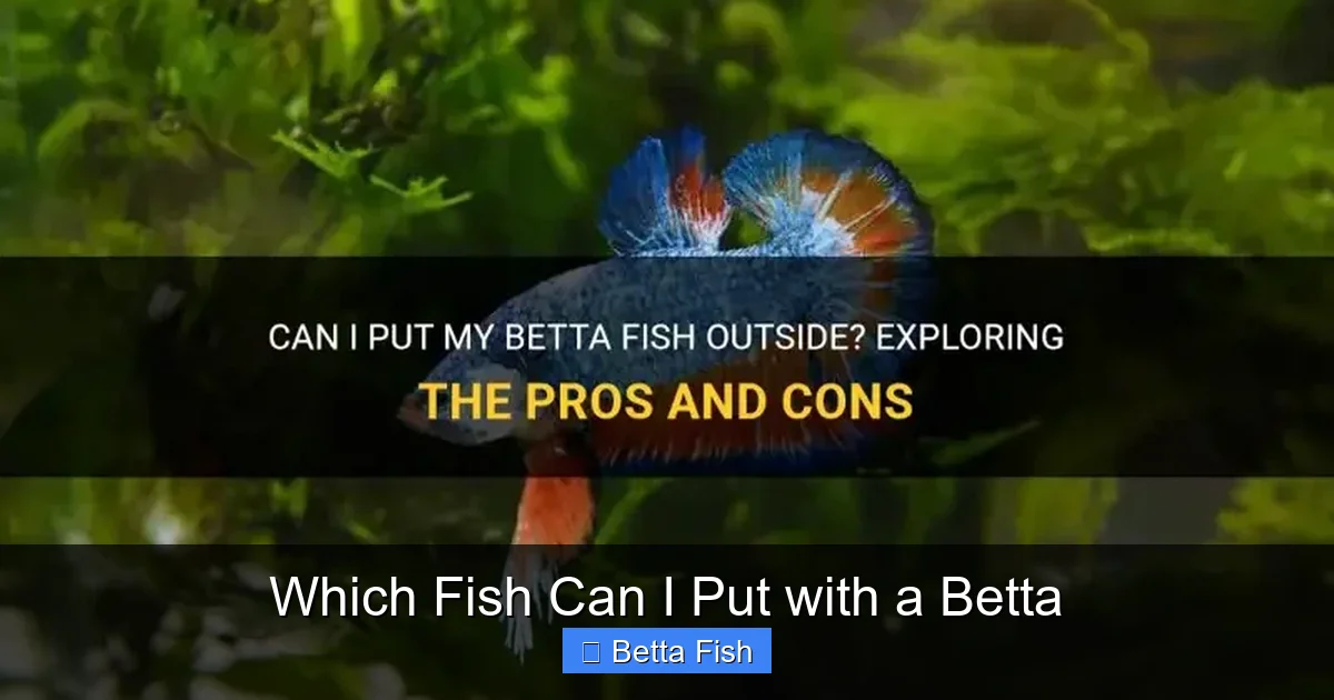 Which Fish Can I Put with a Betta
