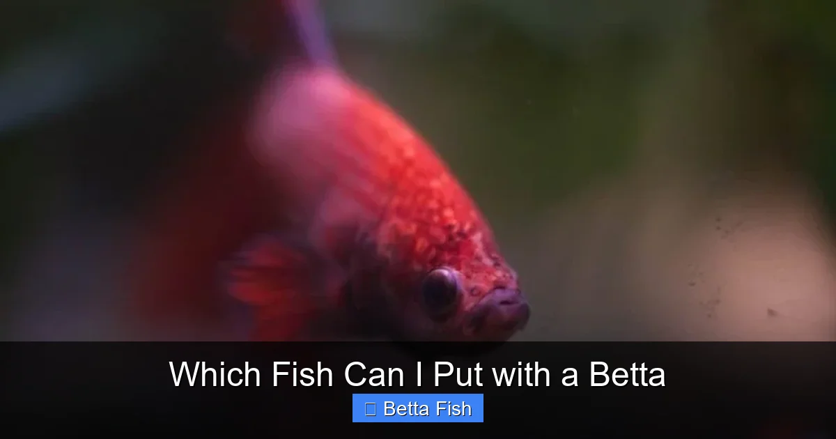 Which Fish Can I Put with a Betta