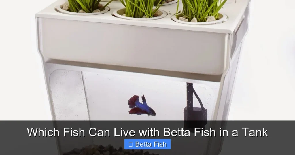 Which Fish Can Live with Betta Fish in a Tank
