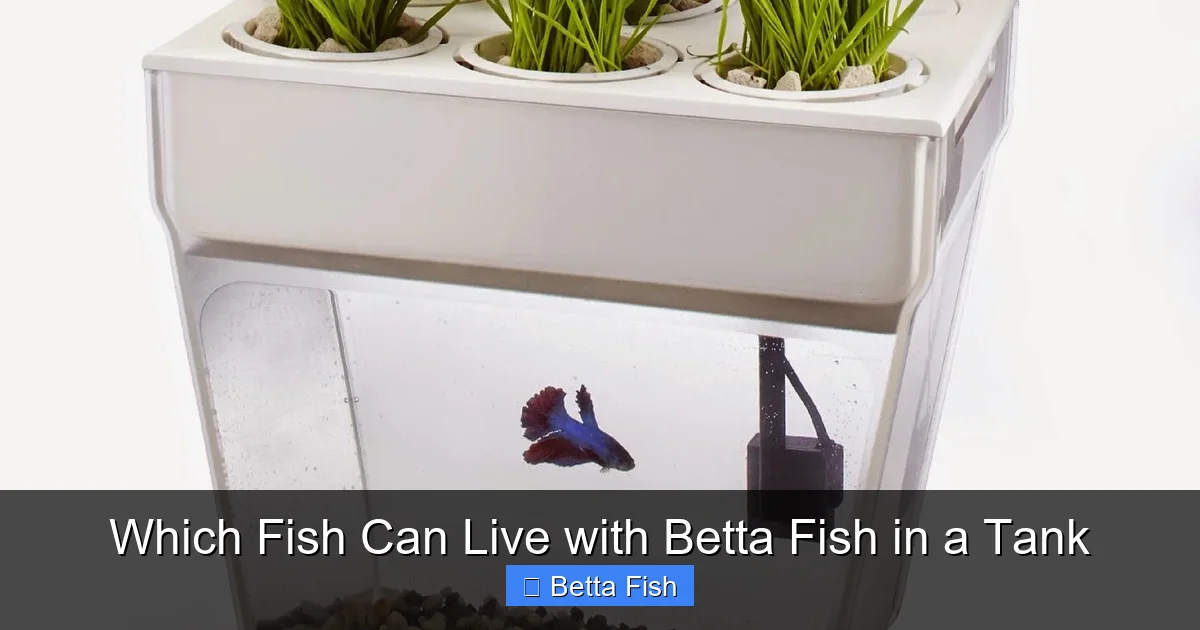 Which Fish Can Live with Betta Fish in a Tank