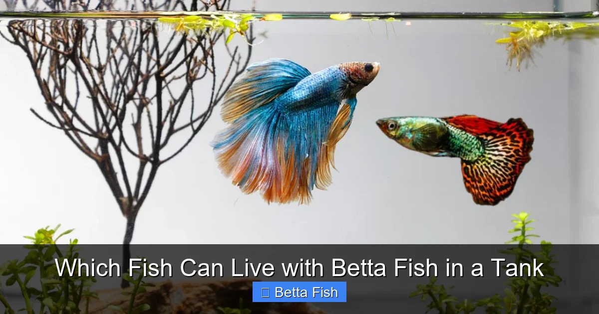 Which Fish Can Live with Betta Fish in a Tank
