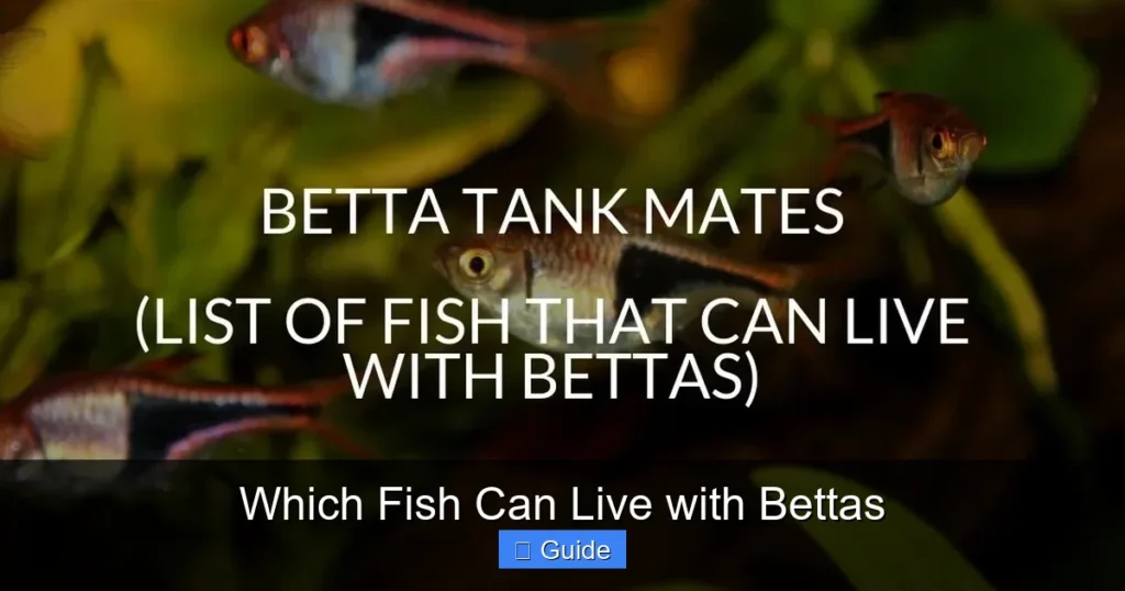 Which Fish Can Live with Bettas