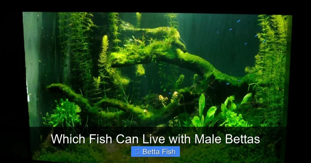 Which Fish Can Live with Male Bettas