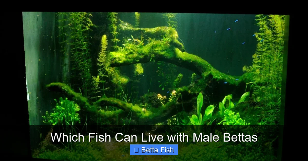 Which Fish Can Live with Male Bettas