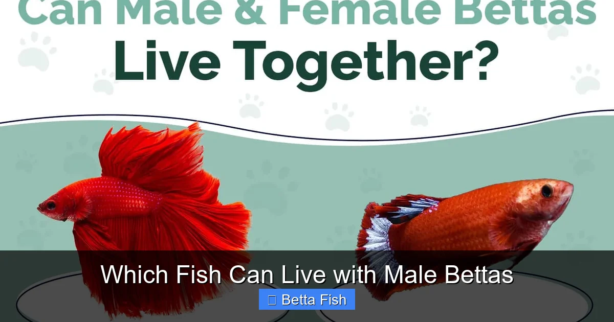 Which Fish Can Live with Male Bettas