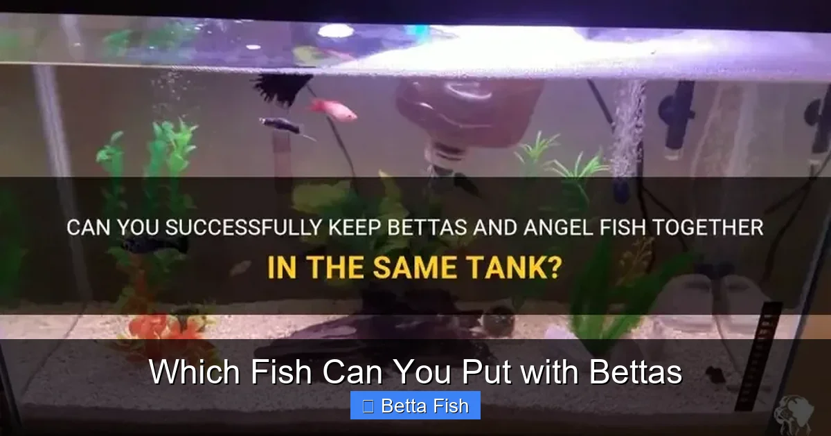 Which Fish Can You Put with Bettas