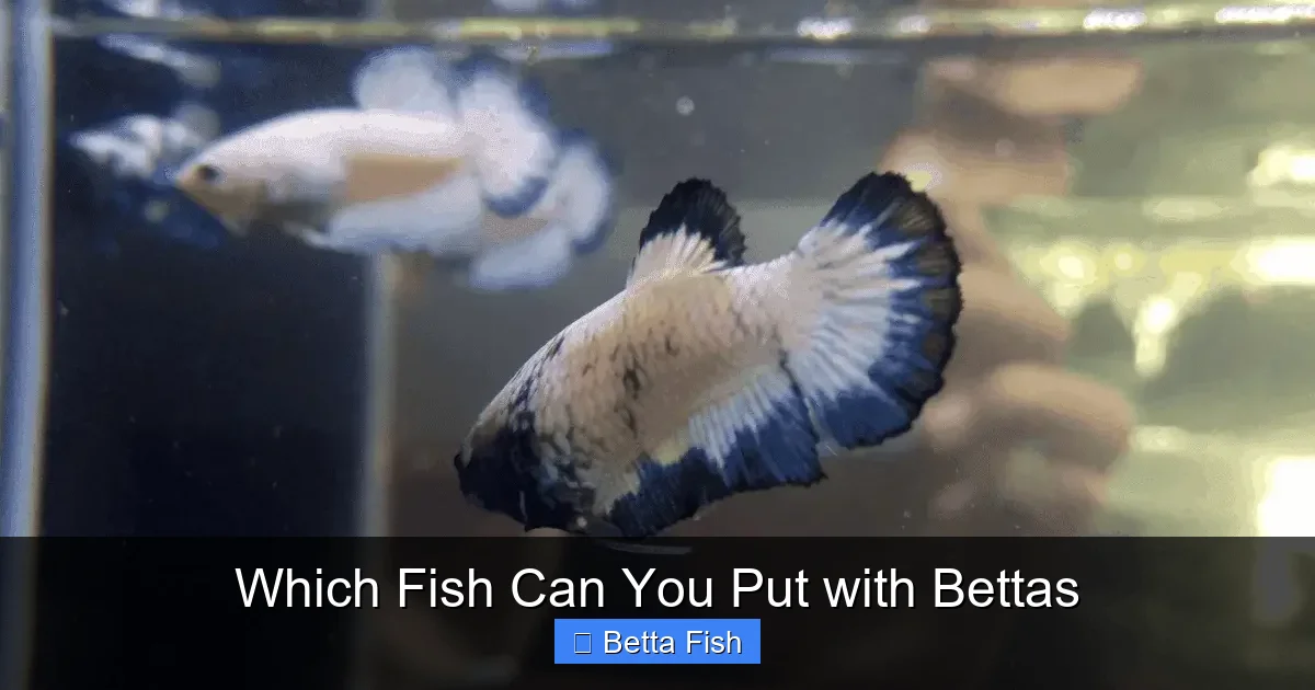 Which Fish Can You Put with Bettas