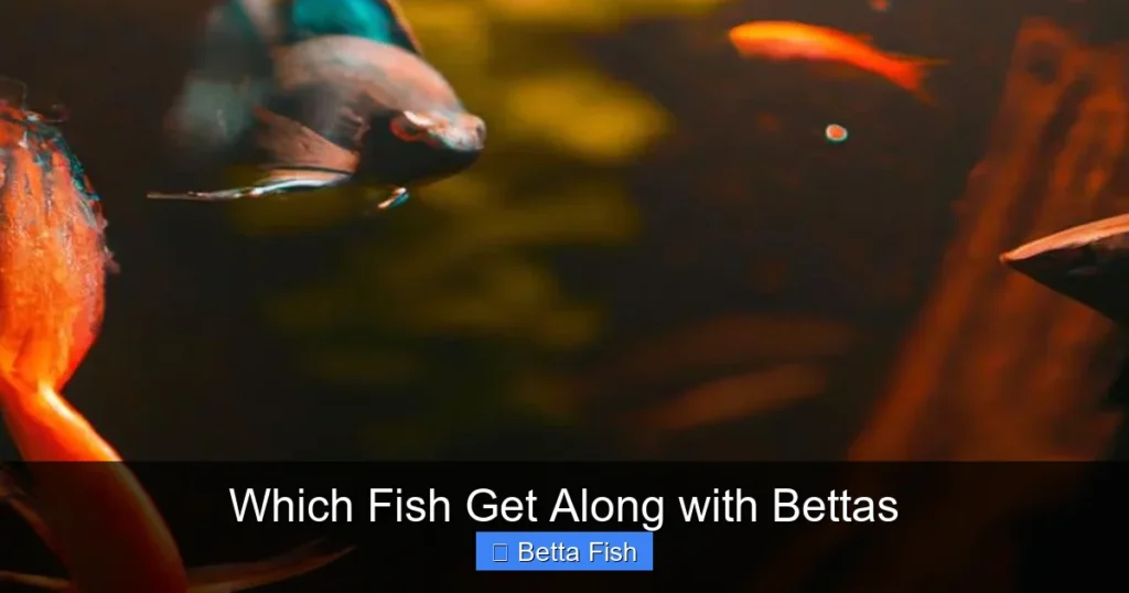 Which Fish Get Along with Bettas