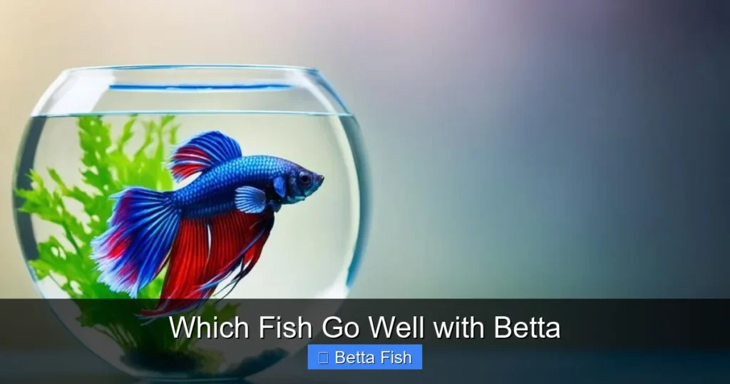 Which Fish Go Well with Betta