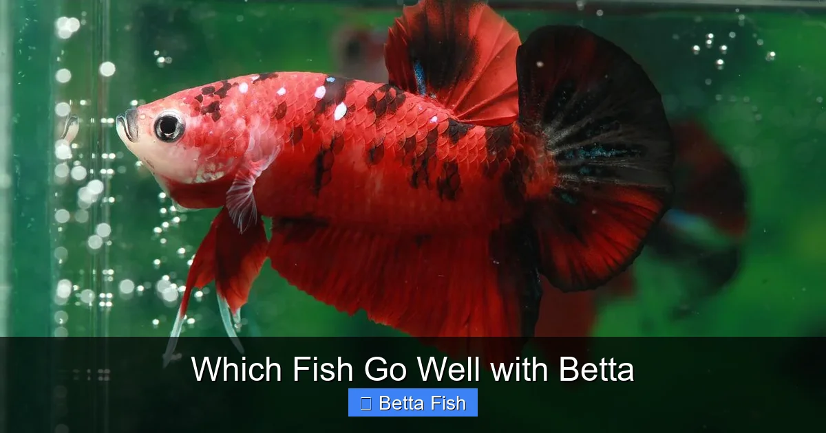 Which Fish Go Well with Betta