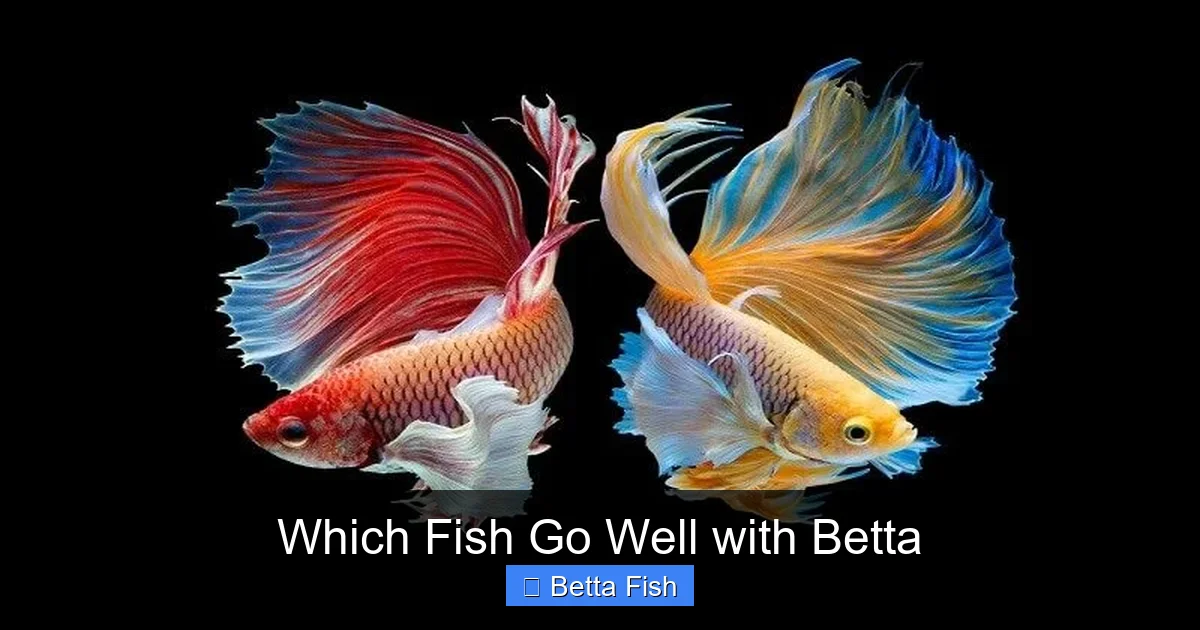 Which Fish Go Well with Betta