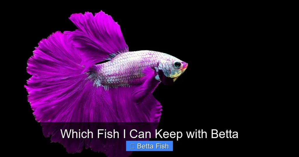 Which Fish I Can Keep with Betta