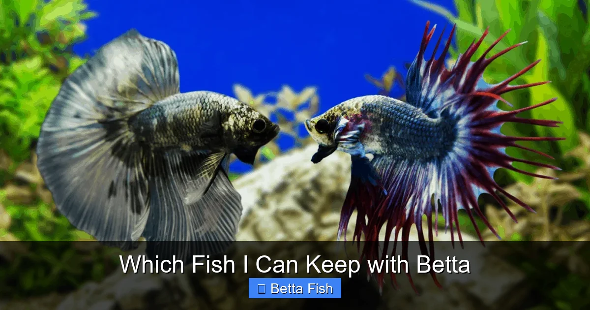 Which Fish I Can Keep with Betta
