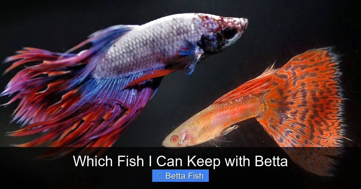 Which Fish I Can Keep with Betta