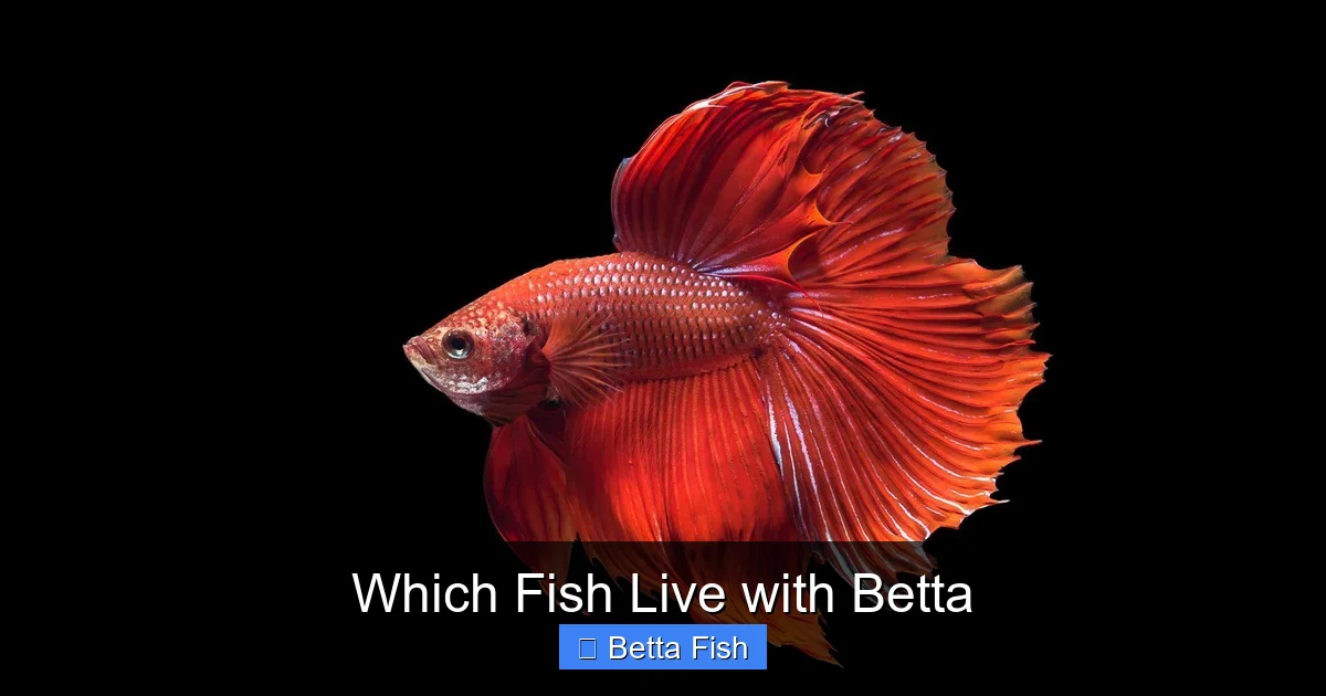 Which Fish Live with Betta