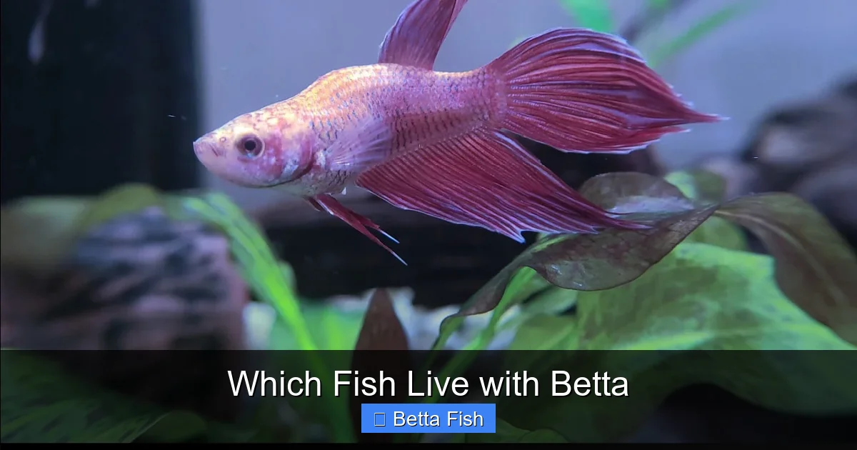 Which Fish Live with Betta
