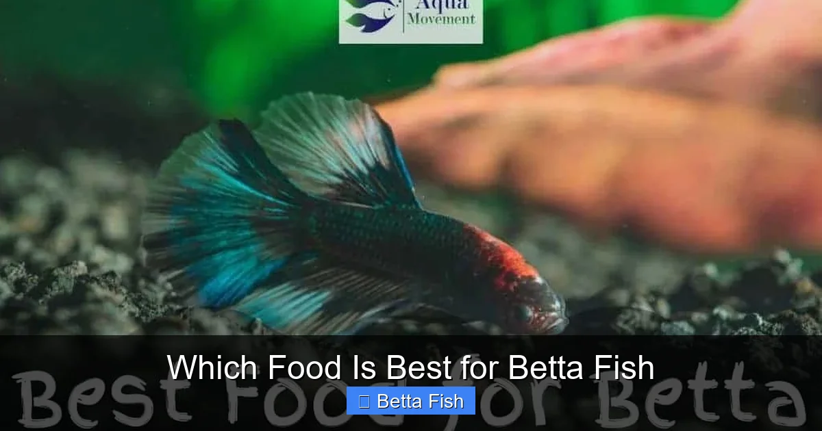 Which Food Is Best for Betta Fish