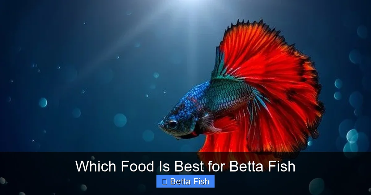 Which Food Is Best for Betta Fish