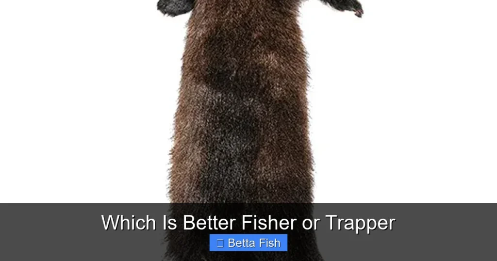 Which Is Better Fisher or Trapper