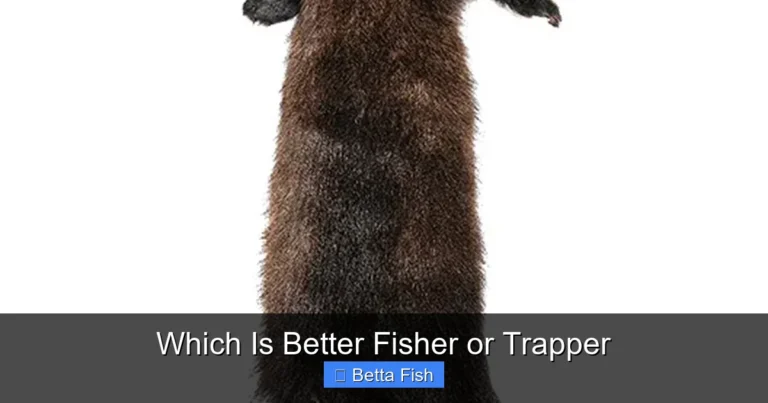 Which Is Better Fisher or Trapper