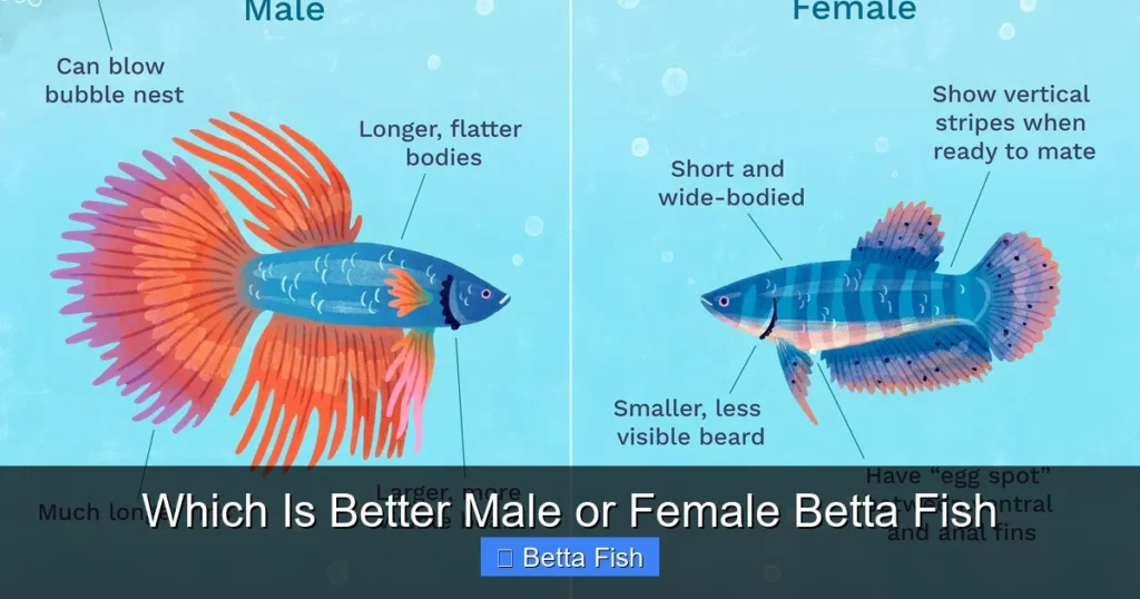 Which Is Better Male or Female Betta Fish