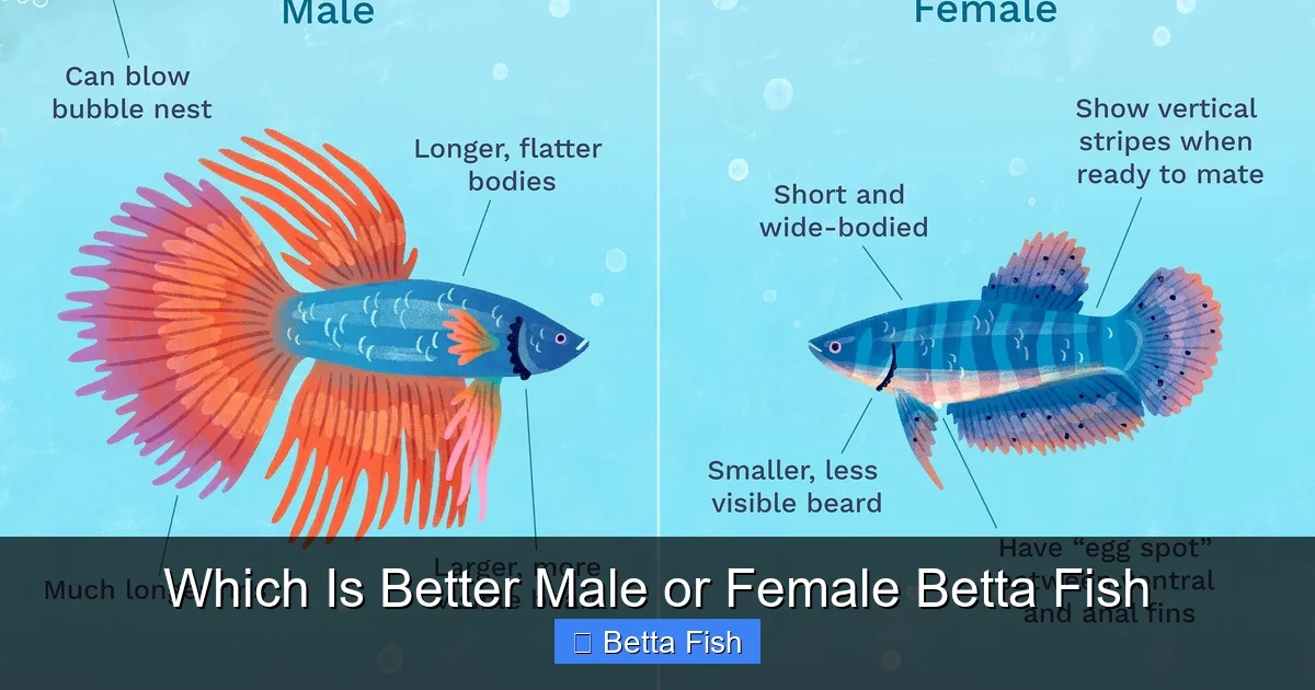 Which Is Better Male or Female Betta Fish