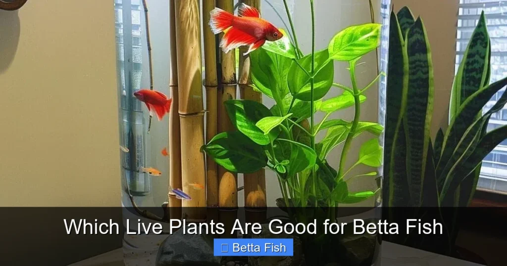 Which Live Plants Are Good for Betta Fish