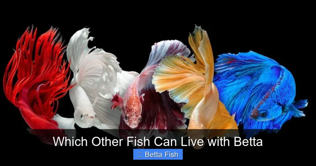Which Other Fish Can Live with Betta