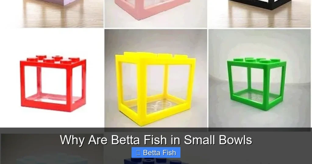 Why Are Betta Fish in Small Bowls