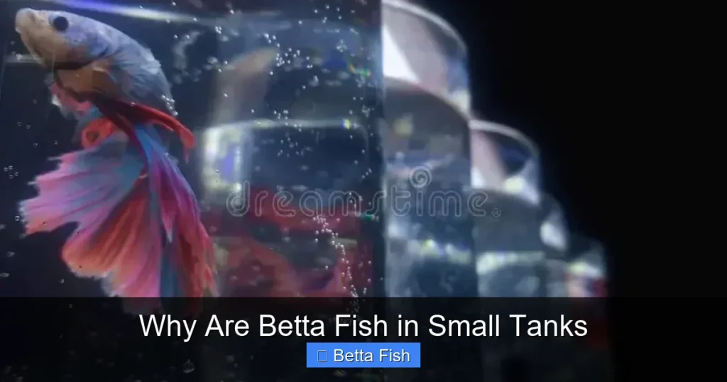 Why Are Betta Fish in Small Tanks