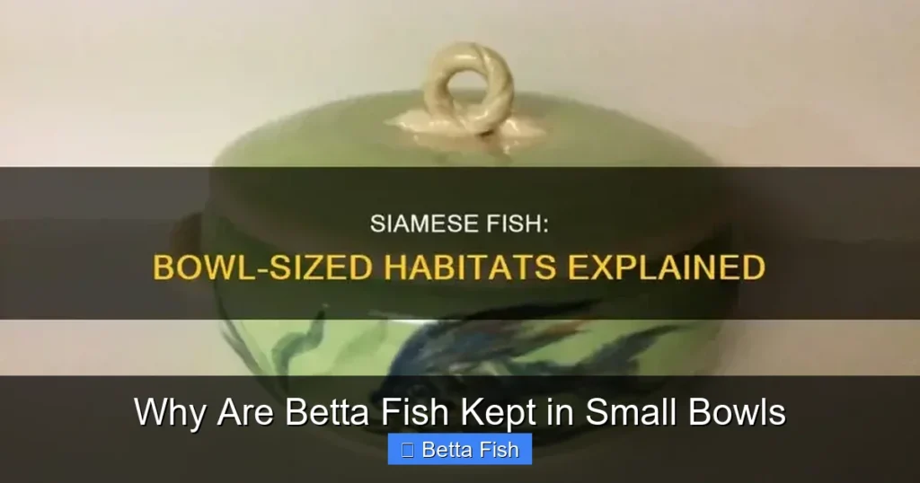 Why Are Betta Fish Kept in Small Bowls