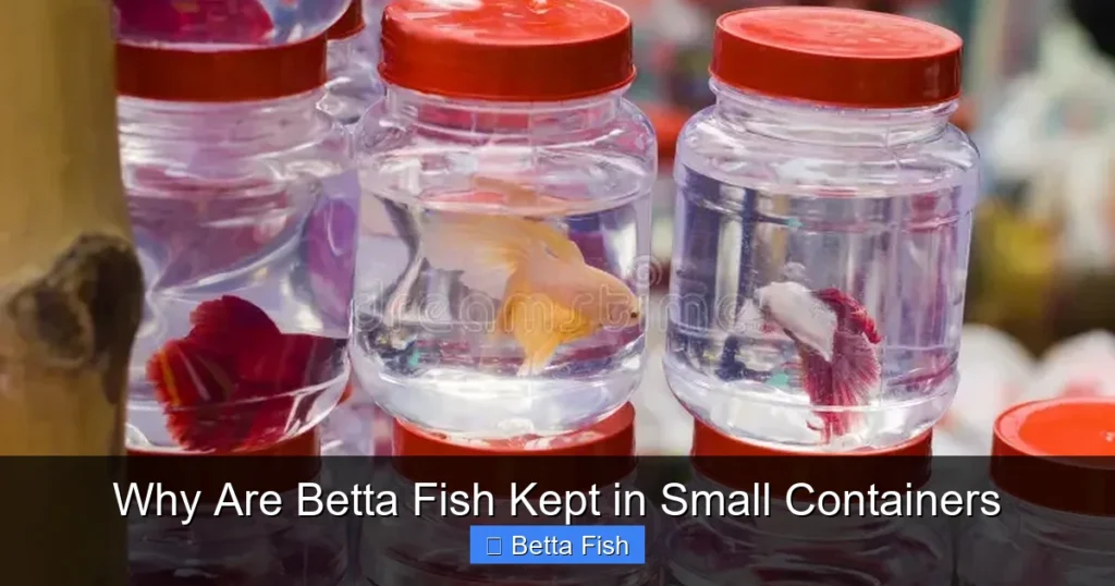 Why Are Betta Fish Kept in Small Containers