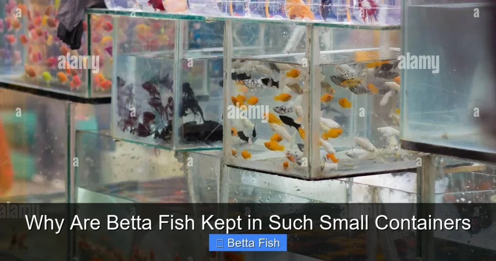 Why Are Betta Fish Kept in Such Small Containers