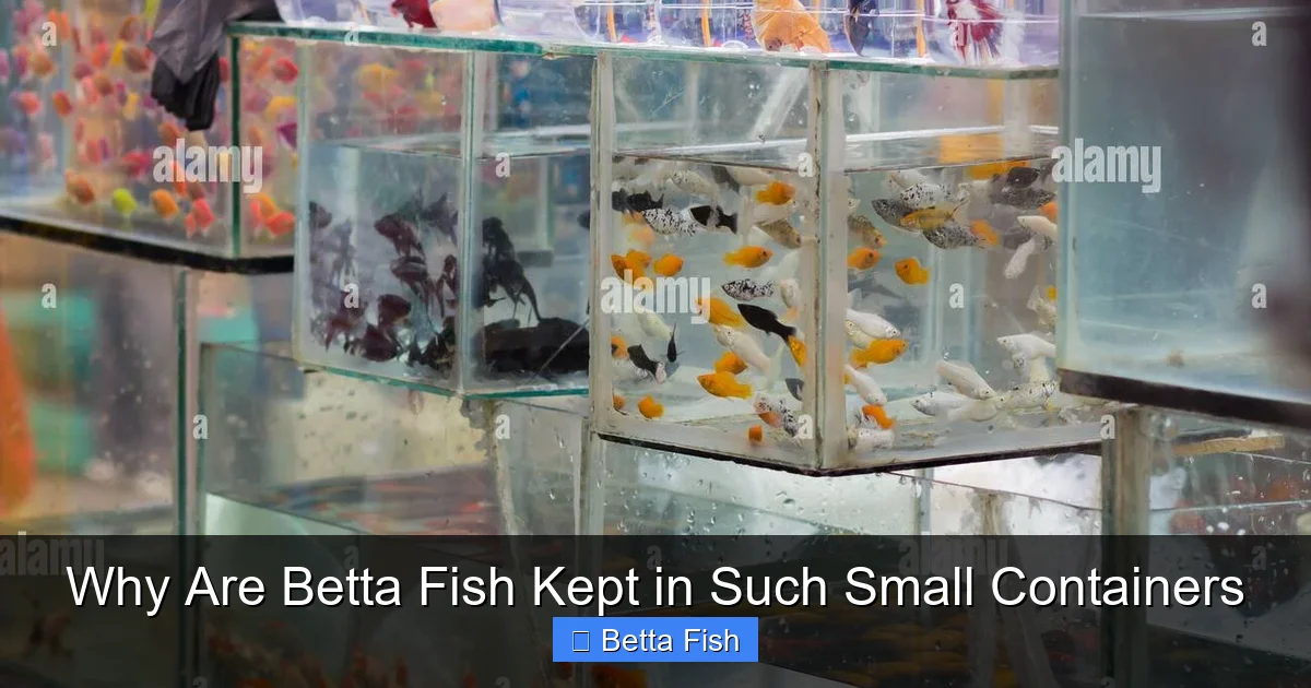 Why Are Betta Fish Kept in Such Small Containers