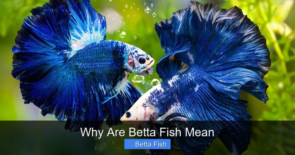 Why Are Betta Fish Mean
