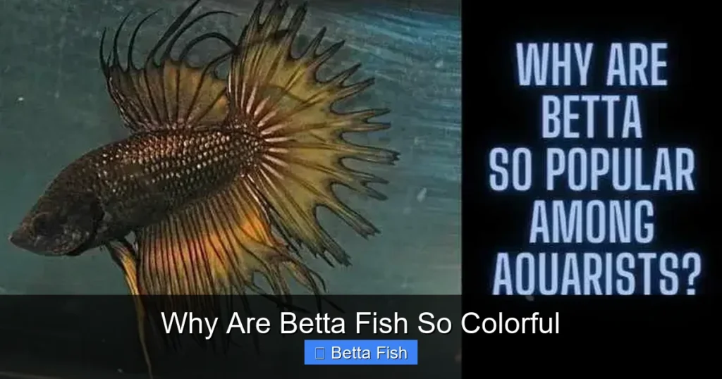 Why Are Betta Fish So Colorful