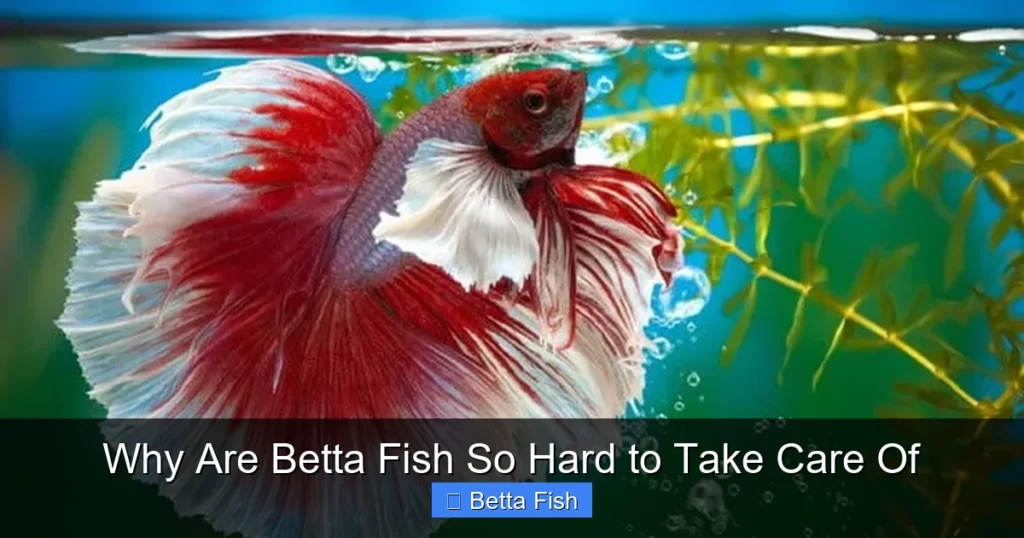 Why Are Betta Fish So Hard to Take Care Of