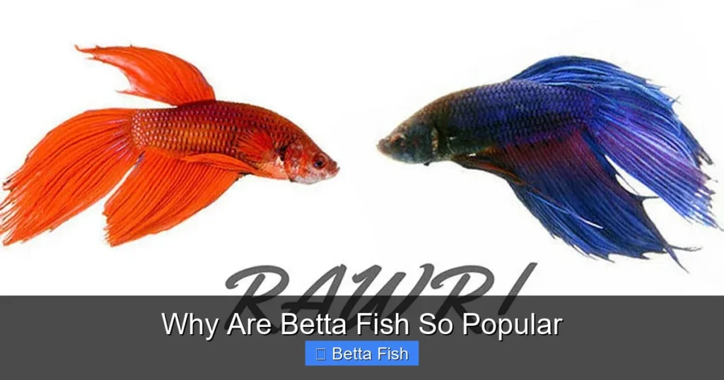 Why Are Betta Fish So Popular