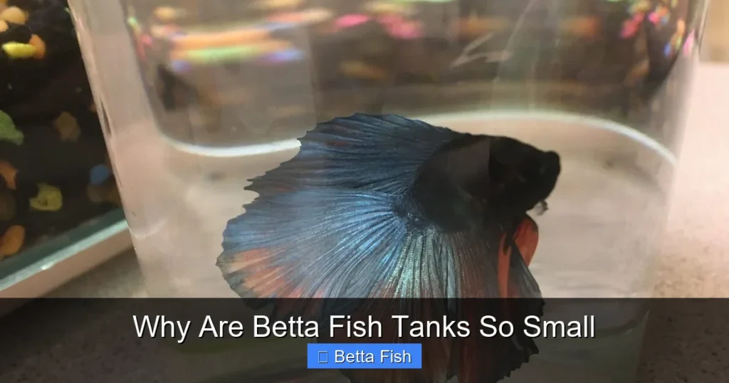 Why Are Betta Fish Tanks So Small