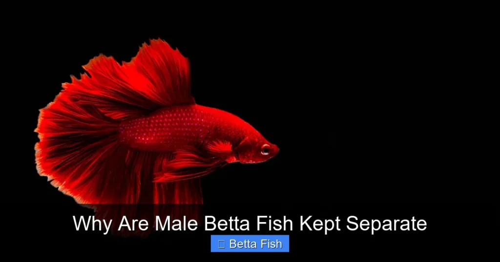 Why Are Male Betta Fish Kept Separate