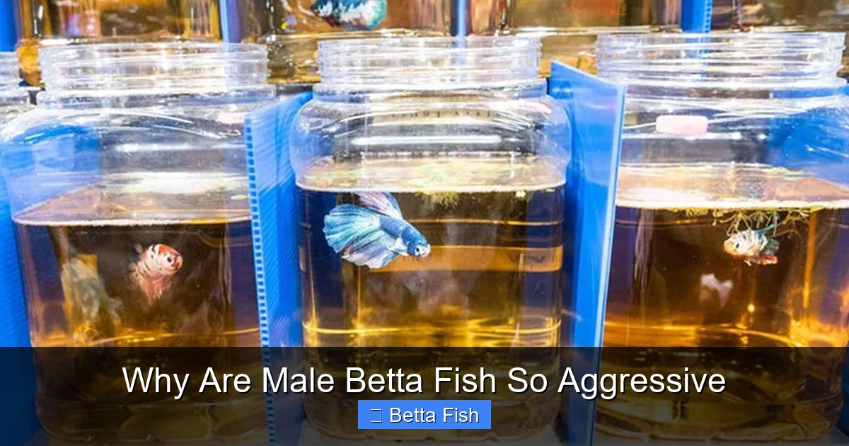 Why Are Male Betta Fish So Aggressive