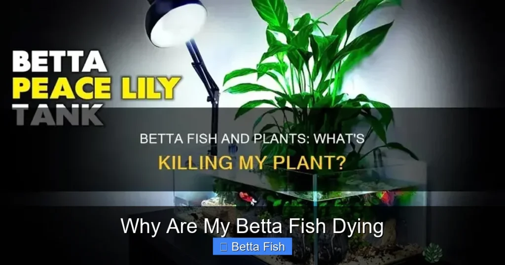 Why Are My Betta Fish Dying
