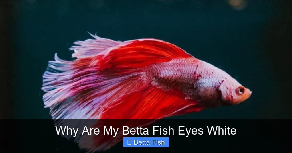 Why Are My Betta Fish Eyes White