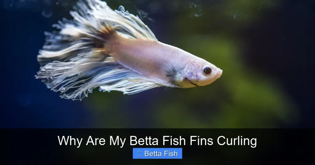 Why Are My Betta Fish Fins Curling