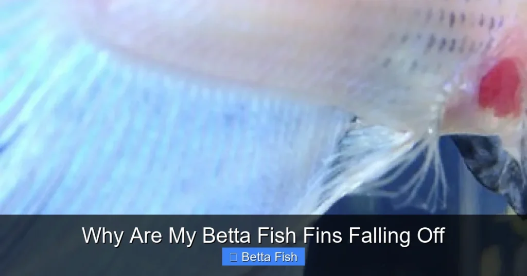 Why Are My Betta Fish Fins Falling Off
