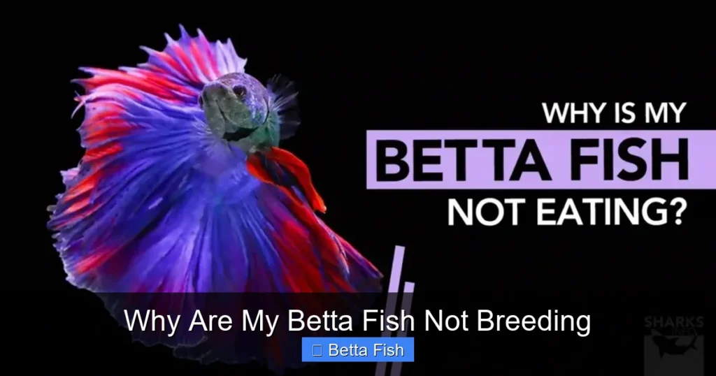 Why Are My Betta Fish Not Breeding