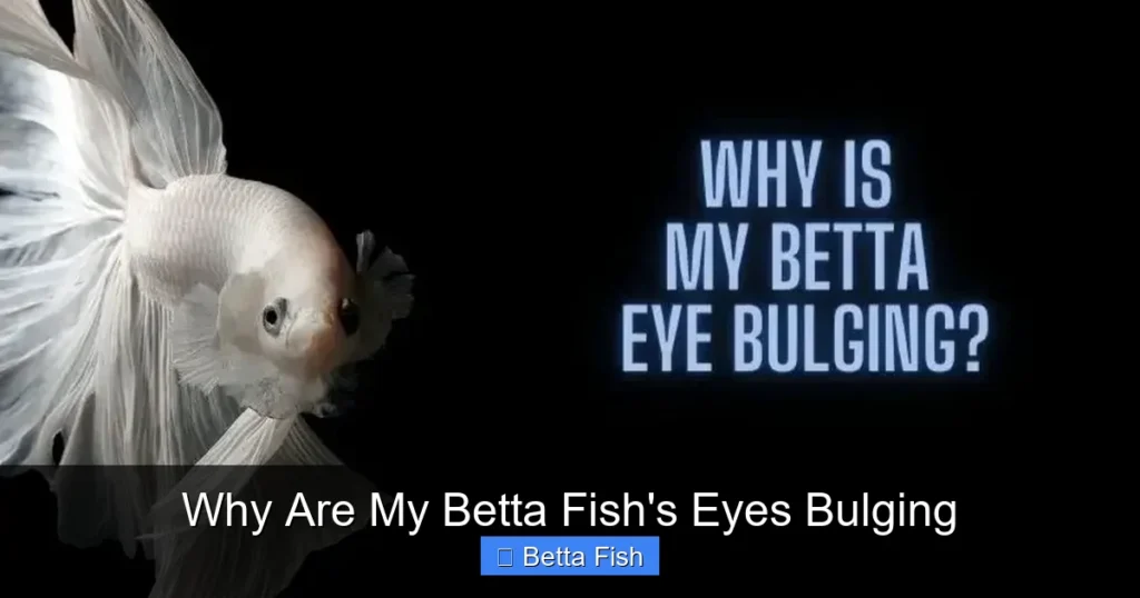 Why Are My Betta Fish's Eyes Bulging